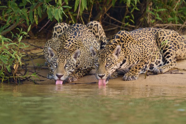 Two jaguars on the riverbank with tongues in the water, surrounded by green plants, jaguar (Panthera onca), Pantanal, UNESCO Biosphere Reserve, Mato Grosso, Brazil