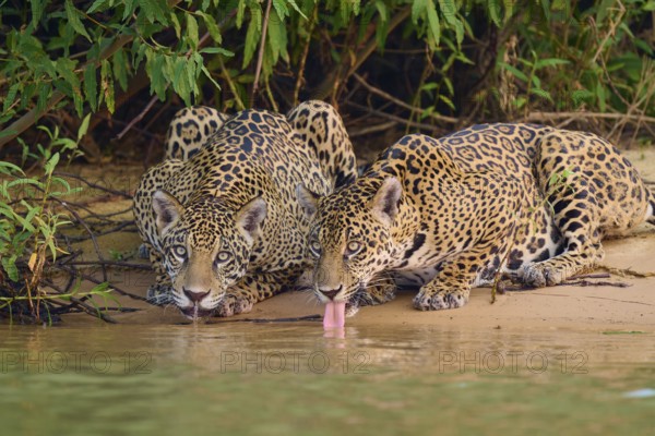 Two jaguars drinking with their tongues outstretched on the riverbank, accompanied by lush greenery, jaguar (Panthera onca), Pantanal, UNESCO Biosphere Reserve, Mato Grosso, Brazil