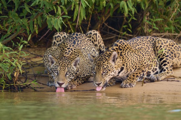 Two jaguars lie on the riverbank and lick the water, surrounded by plants, Jaguar (Panthera onca), Pantanal, UNESCO Biosphere Reserve, Mato Grosso, Brazil