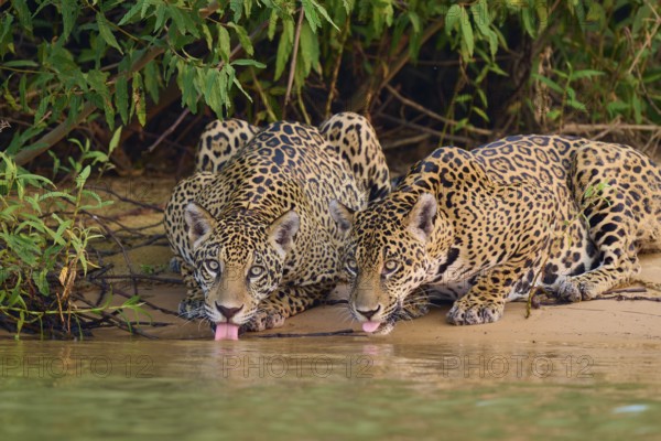 Two jaguars on the bank with tongues in the water, framed by dense foliage, Jaguar (Panthera onca), Pantanal, UNESCO Biosphere Reserve, Mato Grosso, Brazil