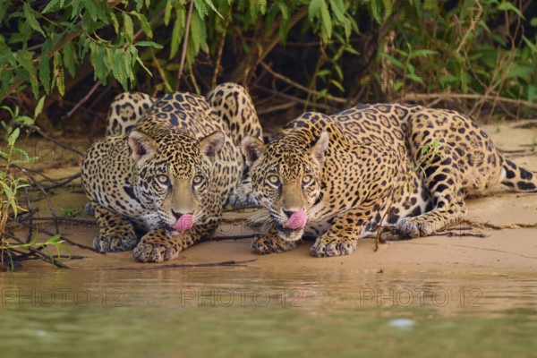 Two jaguars on the sandy bank, both sticking out their tongues, near water, Jaguar (Panthera onca), Pantanal, UNESCO Biosphere Reserve, Mato Grosso, Brazil