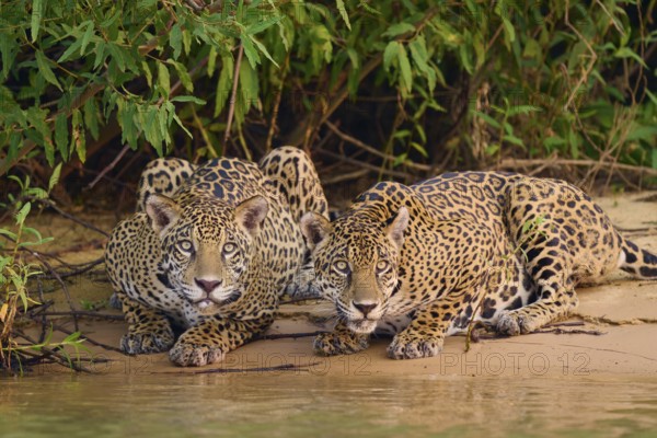 Two jaguars lying relaxed next to each other on the sandy bank with vegetation, Jaguar (Panthera onca), Pantanal, UNESCO Biosphere Reserve, Mato Grosso, Brazil