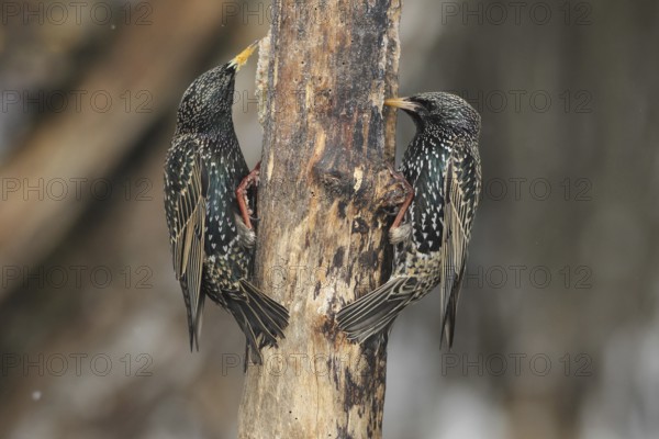 Starling (Sturnus vulgaris) at winter feeding in the forest, Allgäu, Bavaria, Germany, Allgäu, Bavaria, Germany