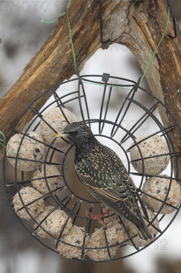 Starling (Sturnus vulgaris) at winter feeding in the forest, Allgäu, Bavaria, Germany, Allgäu, Bavaria, Germany