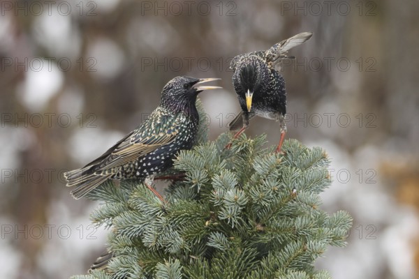 Starling (Sturnus vulgaris) Allgäu, Bavaria, Germany, Allgäu, Bavaria, Germany