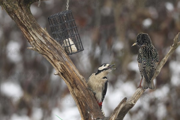 Great spotted woodpecker (Dendrocopos major) defends food source in the forest against starling (Sturnus vulgaris) Allgäu, Bavaria, Germany, Allgäu, Bavaria, Germany