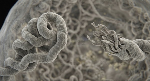 Detailed presentation of shortening telomeres on chromosomes as a symbol of biological aging, AI generated