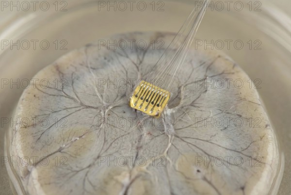 Realistic illustration of a neural implant in contact with nerve cells, AI generated