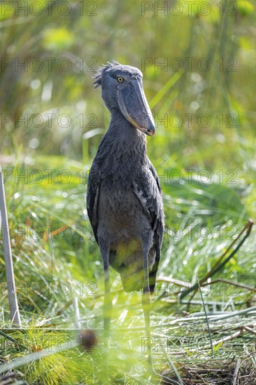 Shoebill (Balaeniceps rex), juvenile, swamps of Mabamba, Lake Victoria, Uganda