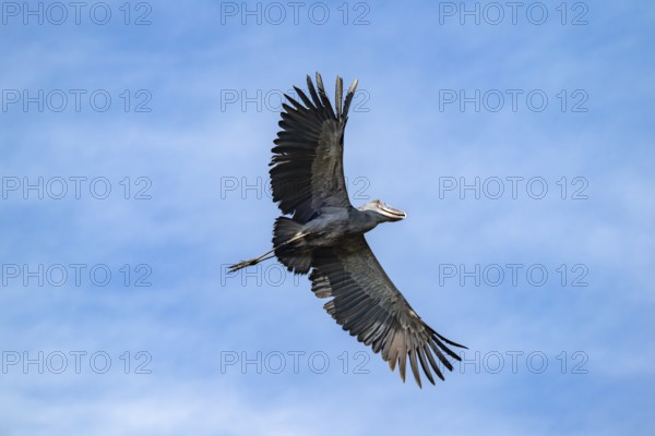 Shoebill (Balaeniceps rex) in flight, bird in front of blue sky, Mabamba, Lake Victoria, Uganda