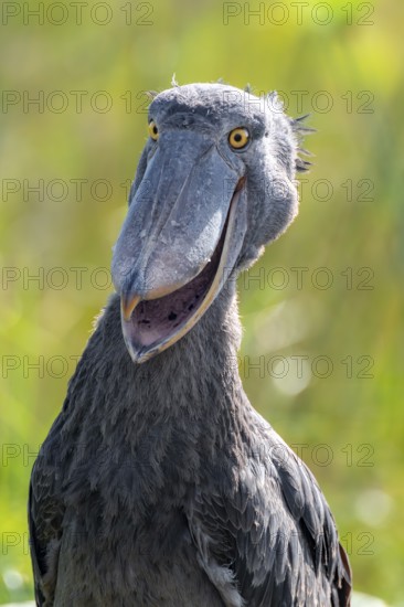 Shoebill (Balaeniceps rex), juvenile with open beak, funny animal portrait, swamps of Mabamba, Lake Victoria, Uganda