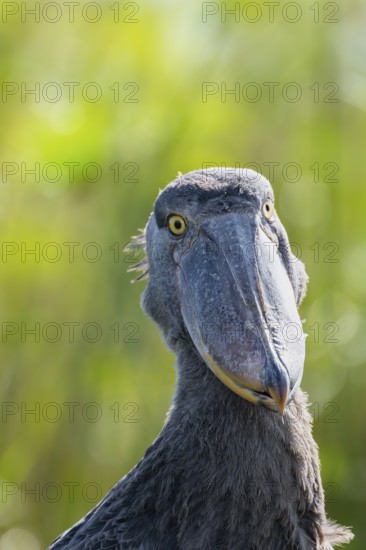 Shoebill (Balaeniceps rex), juvenile, animal portrait, swamps of Mabamba, Lake Victoria, Uganda