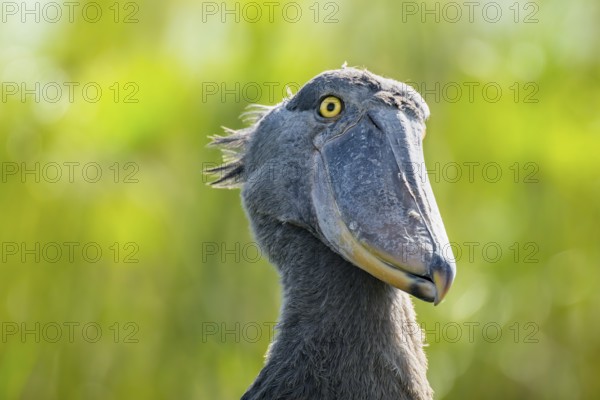 Shoebill (Balaeniceps rex), juvenile, animal portrait, swamps of Mabamba, Lake Victoria, Uganda