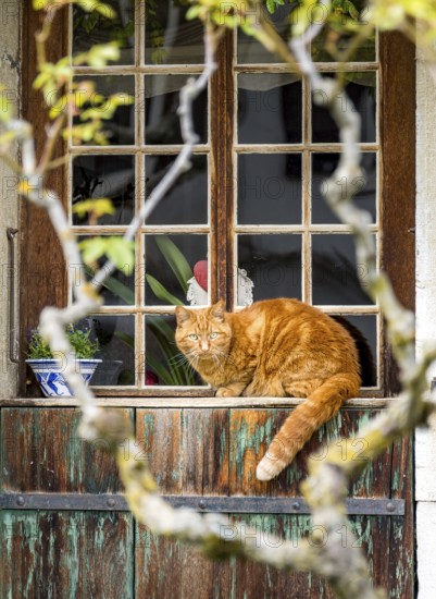 An inquisitive orange tabby cat sits on a beautifully weathered window sill framed by an old wooden window with clear glass panes, observing its surroundings