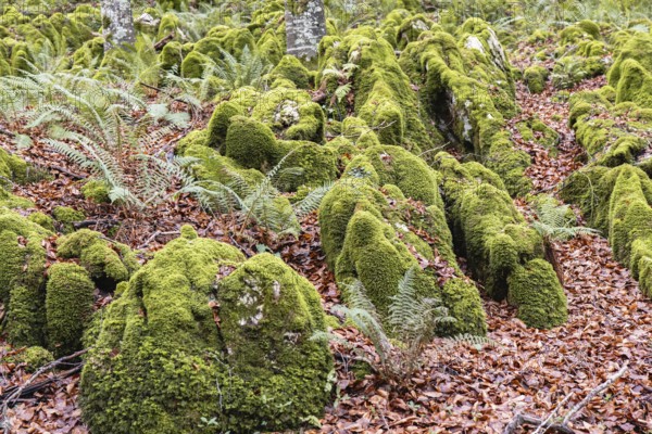 A magic forest scene featuring moss covered rocks and ferns amidst a rich carpet of fallen autumn leaves. The image captures the tranquility and lushness of nature