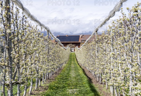 Apple trees in full bloom line a narrow path leading to a charming house in a small village in Switzerland, showcasing the vibrant beauty of spring