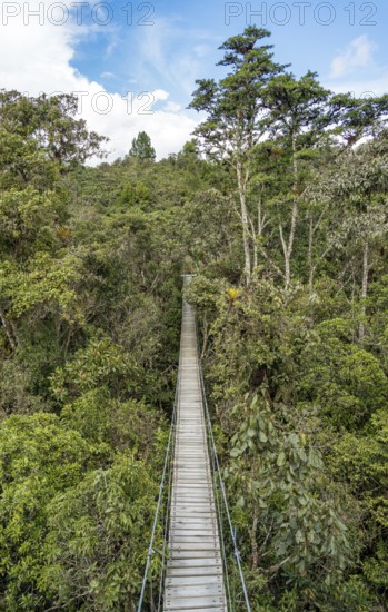 A serene suspended bridge cuts through the dense foliage of the Oxapampa region in the Peruvian Amazon, showcasing the unspoiled natural beauty and adventurous spirit of the area