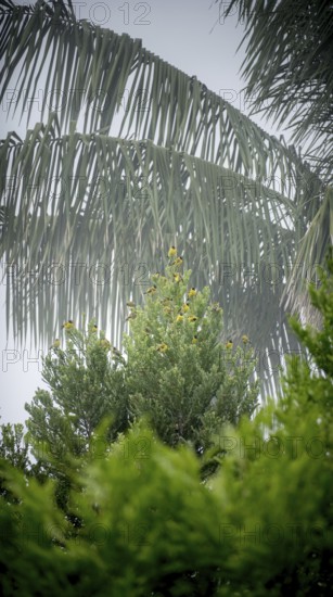 A serene scene capturing vibrant yellow birds resting on the branches of a lush green tree, framed by delicate palm fronds against a soft sky in San Ramon, Peruvian Amazon