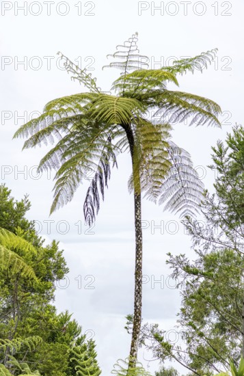 A majestic tree fern rises against a cloudy sky in San Ramon, Peruvian Amazon, showcasing its lush, green fronds and slender trunk amidst verdant foliage