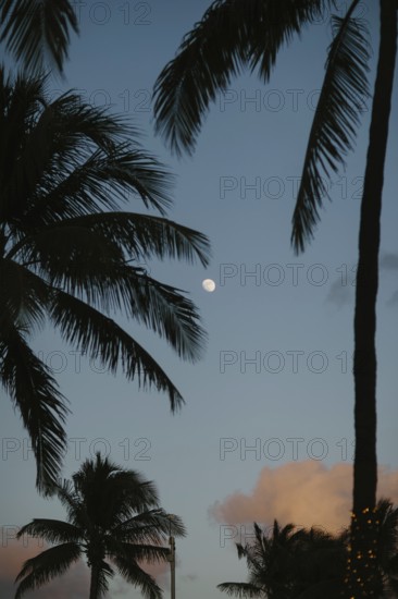 A serene late evening view on Miami Beach showcasing a softly glowing moon amidst the silhouettes of tall palm trees against a fading twilight sky