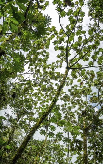 From below rich tapestry of green leaves and tree branches intricately woven against a bright sky in San Ramon, Peruvian Amazon