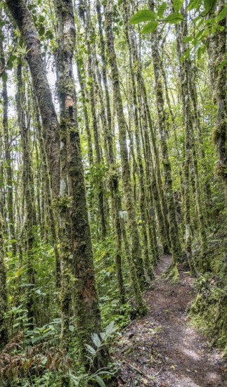 A narrow trail meanders through a dense forest of tall, moss-covered trees in Oxapampa, Peruvian Amazon, highlighting the area's rich biodiversity and pristine natural beauty