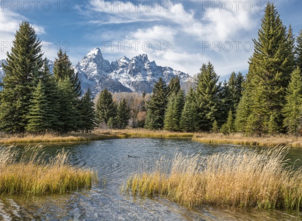The stunning peaks of Grand Teton National Park tower over a tranquil pond surrounded by dense evergreens and golden reeds under a clear blue sky. The Cathedral Group from Schwabacher Landing in Autumn in Wyoming