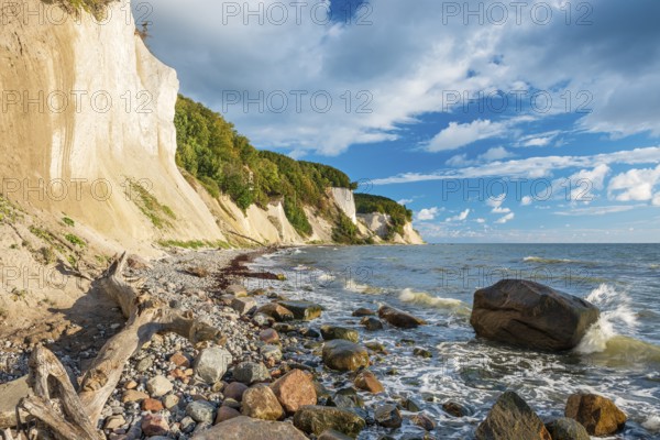 Chalk cliffs and rocky beach with boulders and tree trunks on the Baltic Sea under blue sky with cumulus clouds, Jasmund National Park, Rügen Island, Mecklenburg-Western Pomerania, Germany