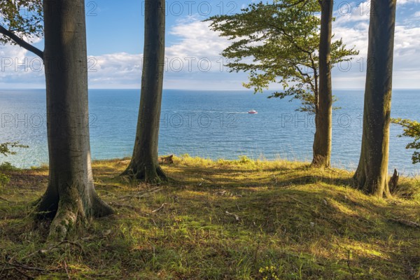 Beeches on the high bank above the chalk cliffs in Jasmund National Park, view from the Hochuferweg of the Baltic Sea with fishing trawler, Stubnitz forest area, UNESCO World Heritage Site, Rügen Island, Mecklenburg-Western Pomerania, Germany