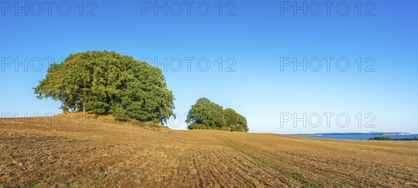 Mound graves covered with oak trees in a ploughed field with a view of the Baltic Sea, Rügen Island, Mecklenburg-Western Pomerania, Germany