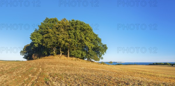Mound grave covered with oak trees in a ploughed field with a view of the Baltic Sea, Rügen Island, Mecklenburg-Western Pomerania, Germany