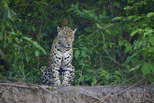 A sitting jaguar is surrounded by the dense foliage of a forest, Jaguar (Panthera onca), Pantanal, UNESCO Biosphere Reserve, Mato Grosso, Brazil