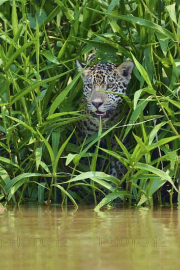 A jaguar is hidden between dense green plants near the water, Jaguar (Panthera onca), Pantanal, UNESCO Biosphere Reserve, Mato Grosso, Brazil
