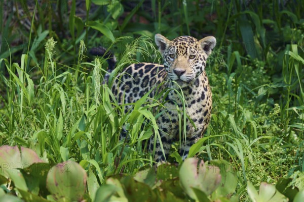 A jaguar, hidden in the dense jungle, only partially visible between dense plants, Jaguar (Panthera onca), Pantanal, UNESCO Biosphere Reserve, Mato Grosso, Brazil