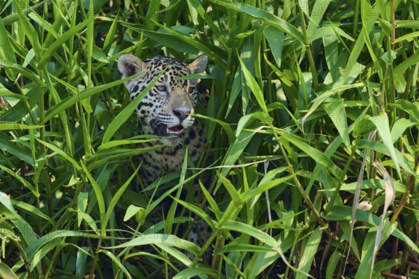 A jaguar partially emerges from a thicket of reeds, with a curious, watchful expression, Jaguar (Panthera onca), Pantanal, UNESCO Biosphere Reserve, Mato Grosso, Brazil