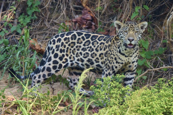 A jaguar stands within dense vegetation, attentive face, surrounded by nature, Jaguar (Panthera onca), Pantanal, UNESCO Biosphere Reserve, Mato Grosso, Brazil