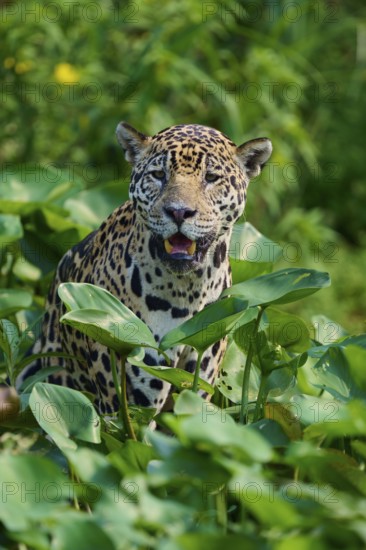 A jaguar in the midst of green leaves, with slightly open mouth, looks refreshed and curious, Jaguar (Panthera onca), Pantanal, UNESCO Biosphere Reserve, Mato Grosso, Brazil