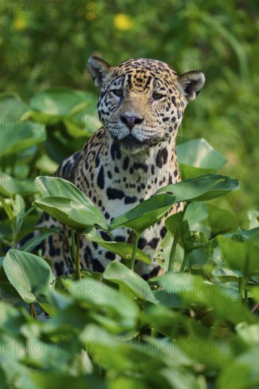 A jaguar is hidden between green plants in the jungle and looks intently ahead, Jaguar (Panthera onca), Pantanal, UNESCO Biosphere Reserve, Mato Grosso, Brazil