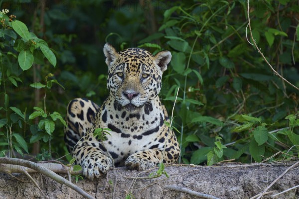 A jaguar lies on the riverbank in the jungle, surrounded by green leaves, and looks calmly, Jaguar (Panthera onca), Pantanal, UNESCO Biosphere Reserve, Mato Grosso, Brazil