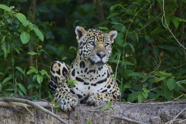 A jaguar lies relaxed on a mound of earth in the jungle, surrounded by lush greenery, Jaguar (Panthera onca), Pantanal, UNESCO Biosphere Reserve, Mato Grosso, Brazil
