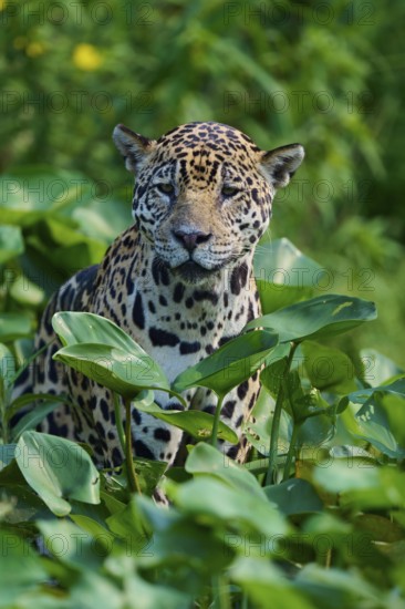 A jaguar sits between dense green leaves in the jungle and looks calmly into the camera, Jaguar (Panthera onca), Pantanal, UNESCO Biosphere Reserve, Mato Grosso, Brazil