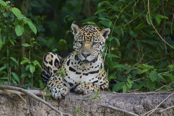 A sitting jaguar with a relaxed facial expression in the jungle, surrounded by plants, Jaguar (Panthera onca), Pantanal, UNESCO Biosphere Reserve, Mato Grosso, Brazil