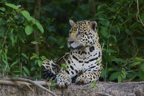 A jaguar sits vigilantly in the jungle behind a mound of earth, surrounded by greenery, Jaguar (Panthera onca), Pantanal, UNESCO Biosphere Reserve, Mato Grosso, Brazil