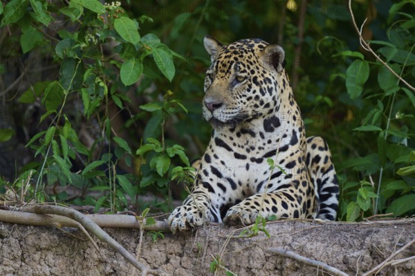 A sitting jaguar with an attentive gaze in the dense jungle, half hidden behind plants, Jaguar (Panthera onca), Pantanal, UNESCO Biosphere Reserve, Mato Grosso, Brazil