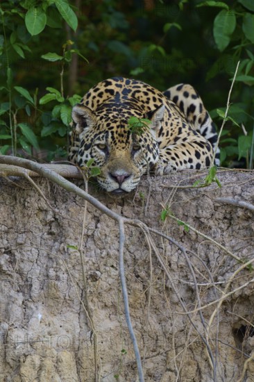 A jaguar lies alert and camouflaged on the riverbank in the jungle, surrounded by plants, Jaguar (Panthera onca), Pantanal, UNESCO Biosphere Reserve, Mato Grosso, Brazil