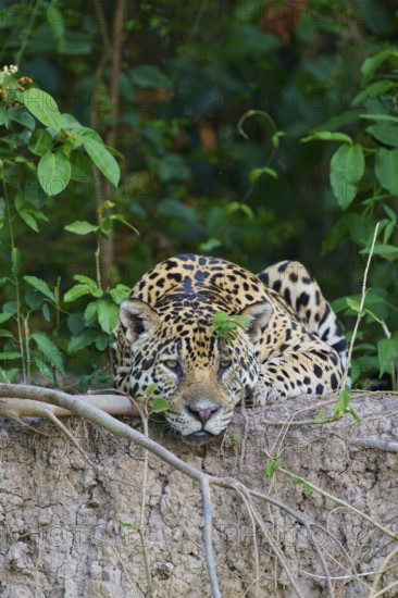 A jaguar resting vigilantly on a mound surrounded by jungle greenery, Jaguar (Panthera onca), Pantanal, UNESCO Biosphere Reserve, Mato Grosso, Brazil