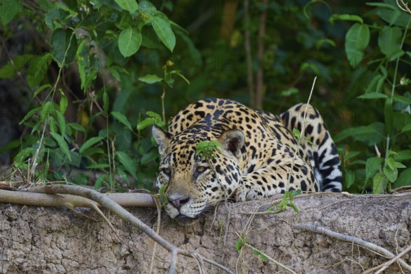A camouflaged jaguar lies on a mound of earth, surrounded by dense plants in the jungle, Jaguar (Panthera onca), Pantanal, UNESCO Biosphere Reserve, Mato Grosso, Brazil