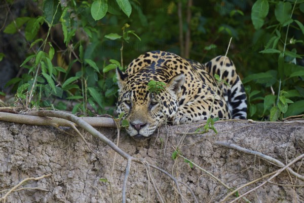 A resting jaguar amidst dense vegetation in the jungle, between soil and branches, Jaguar (Panthera onca), Pantanal, UNESCO Biosphere Reserve, Mato Grosso, Brazil
