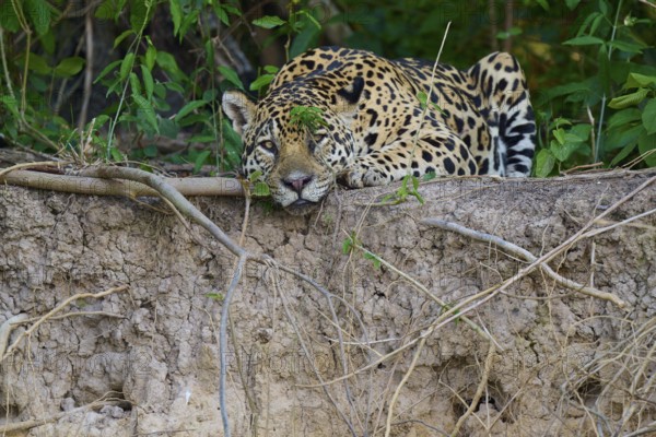 A jaguar rests on a mound of earth in the jungle, surrounded by lush greenery, Jaguar (Panthera onca), Pantanal, UNESCO Biosphere Reserve, Mato Grosso, Brazil