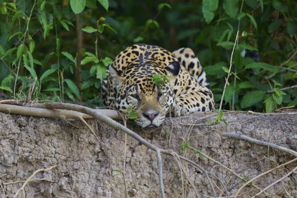 A jaguar lies relaxed on the riverbank in the dense jungle, hidden in the foliage, Jaguar (Panthera onca), Pantanal, UNESCO Biosphere Reserve, Mato Grosso, Brazil